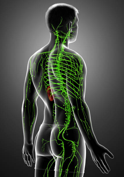 istock 3d rendered medically accurate illustration of a male lymphatic system 1257194121