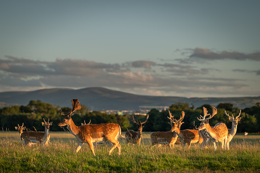 Herd of deer relaxing in long grass in the summer evening sun at Phoenix Park, Dublin, with selective focus and Dublin hills in background