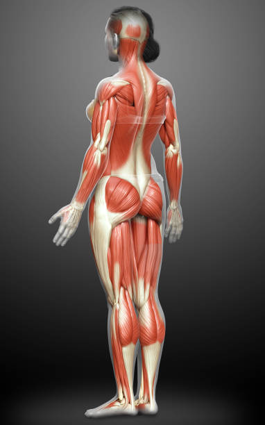 istock 3d rendered medically accurate illustration of a female muscle system 1257195150