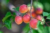 Ripe organic apricots hanging on an apricot tree