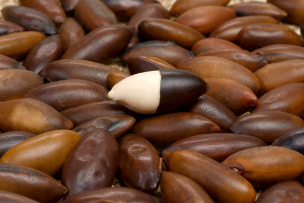 istock Brazilian Baru nut 1257195470