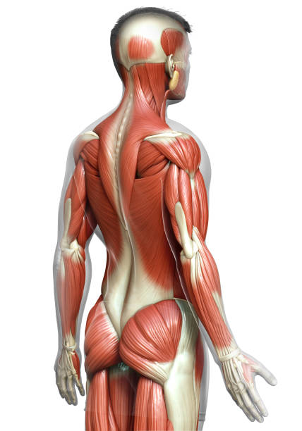 istock 3d rendered medically accurate illustration of a male muscle system 1257197072