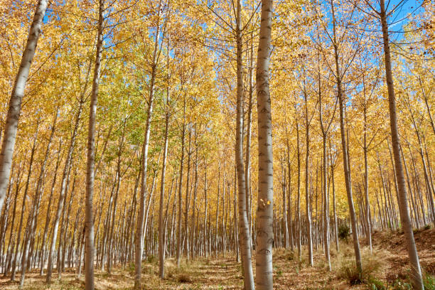 istock A forest of poplars in autumn 1257197199