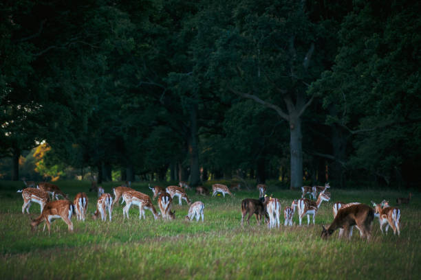 istock Herd of deer grazing in forest area at Phoenix Park, Dublin 1257197377