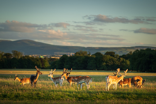 Herd of deer relaxing in the grass, in low summer evening sun at Phoenix Park, Dublin, with selective focus and Dublin hills in background