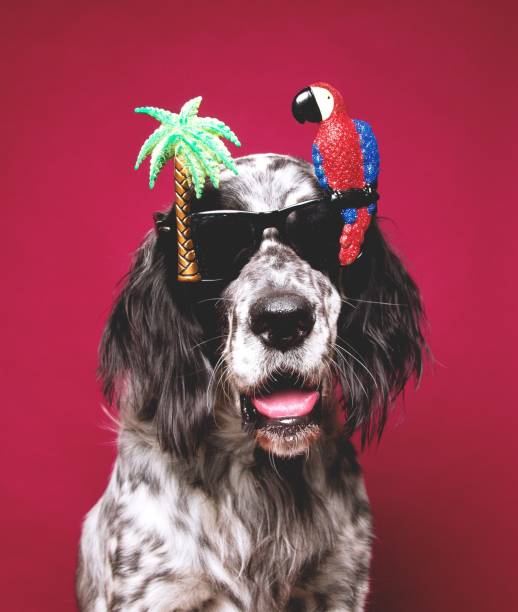 istock English setter in holiday 1257199060