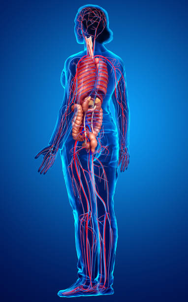 istock 3d rendered medically accurate illustration of female Internal organs and circulatory system 1257199636