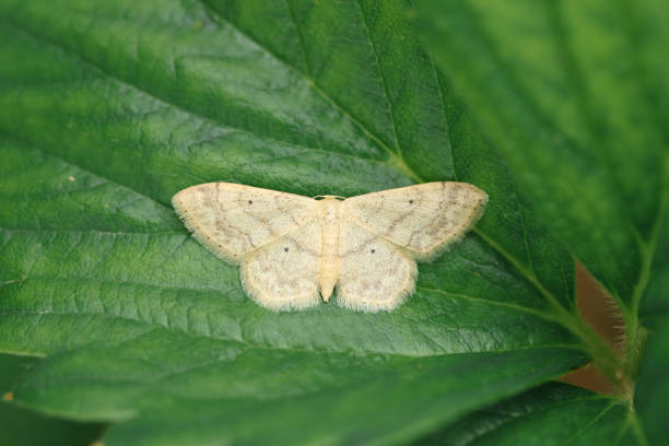 istock Butterfly Moth Idaea Subserikeata walks on a green leaf in July 1257199683