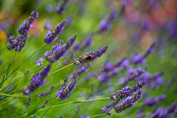istock Bumble Bee - enjoying the early summer lavender 1257201284