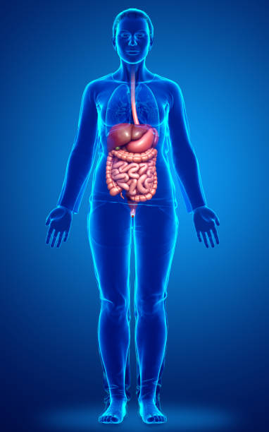 istock 3d rendered medically accurate illustration of female Digestive System 1257201402