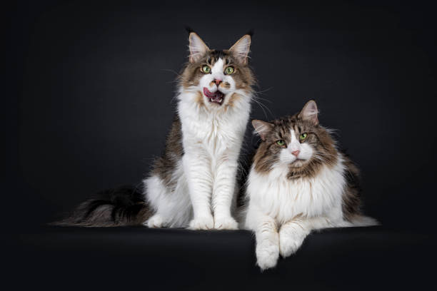 istock Duo look alike cats on black background 1257201417