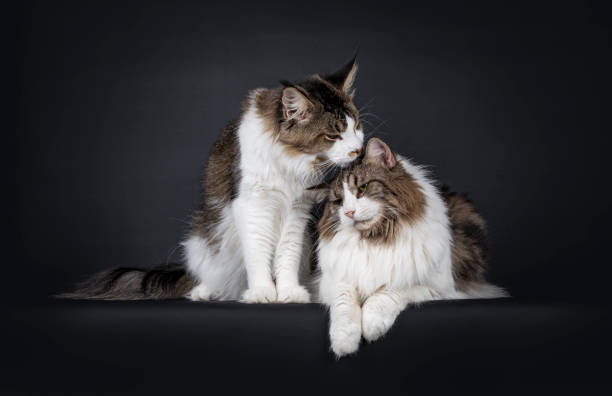 istock Duo look alike cats on black background 1257201419
