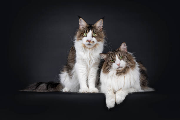 istock Duo look alike cats on black background 1257201441