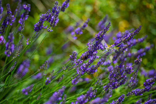 istock Bumble Bee - enjoying the early summer lavender 1257201469