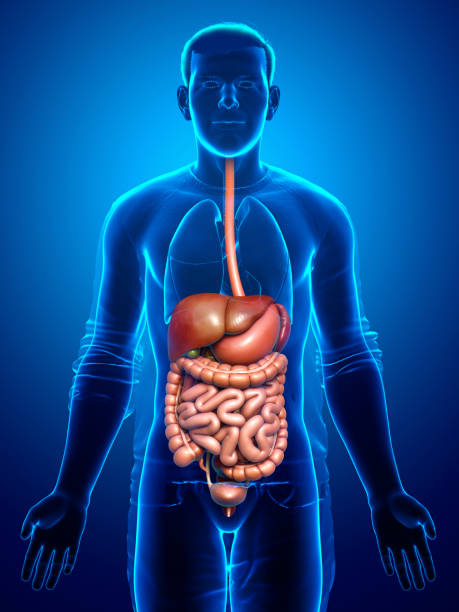 istock 3d rendered medically accurate illustration of male Digestive System 1257202034