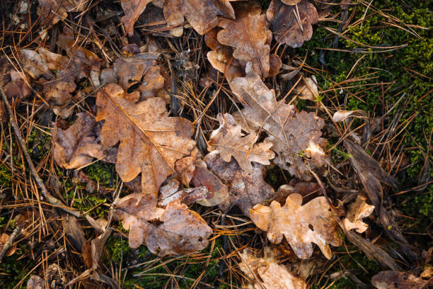 istock Natural forest background with green moss, oak leaves and pine needles 1257202086