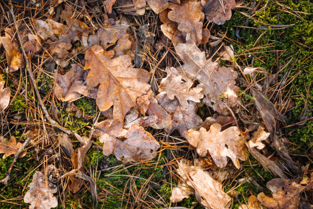istock Natural forest background with green moss, oak leaves and pine needles 1257202093