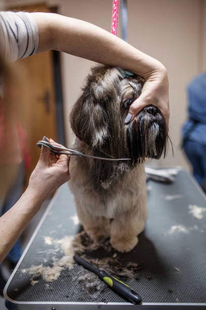 istock Pet grooming saloon 1257202244
