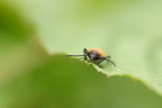 istock The common bush beetle sits in the summer on spruce grass 1257203771