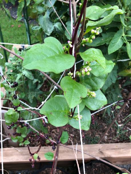 istock Close up of malabar spinach vine in raised bed 1257204007