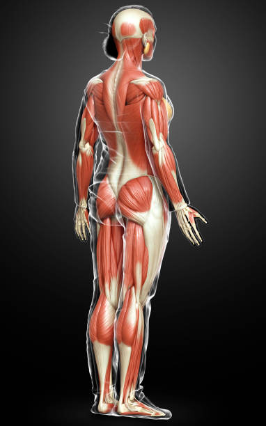 istock 3d rendered medically accurate illustration of a female muscle system 1257204830