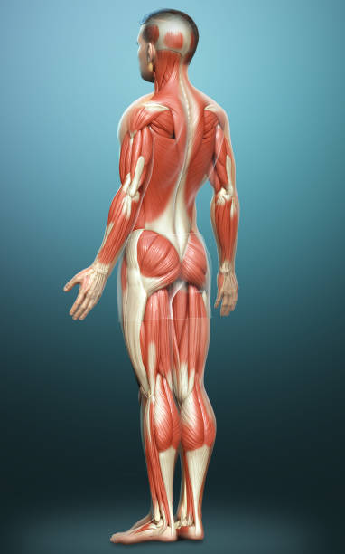 istock 3d rendered medically accurate illustration of a male muscle system 1257205666