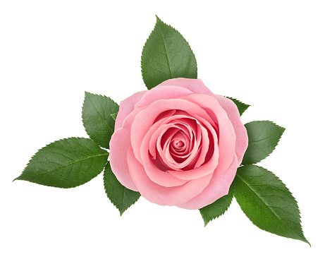 Disposición de la flor de rosa aislada sobre un fondo blanco con trayectoria de recorte. photo