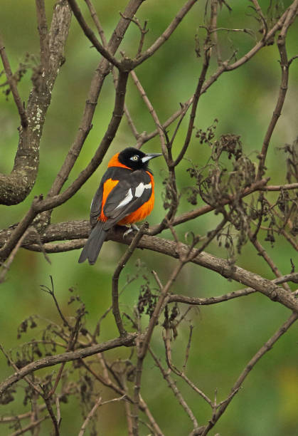 istock Venezuelan Troupial 1257206583