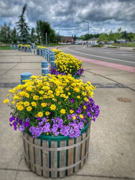 istock Colourful pot flowers 1257206645