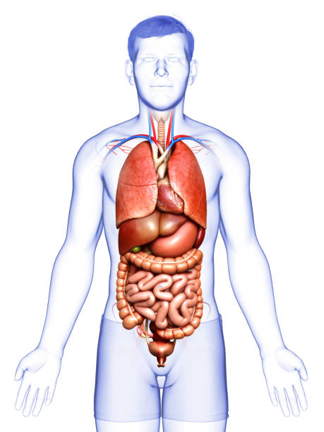 istock 3d rendered medically accurate illustration of male  Internal organs 1257207072