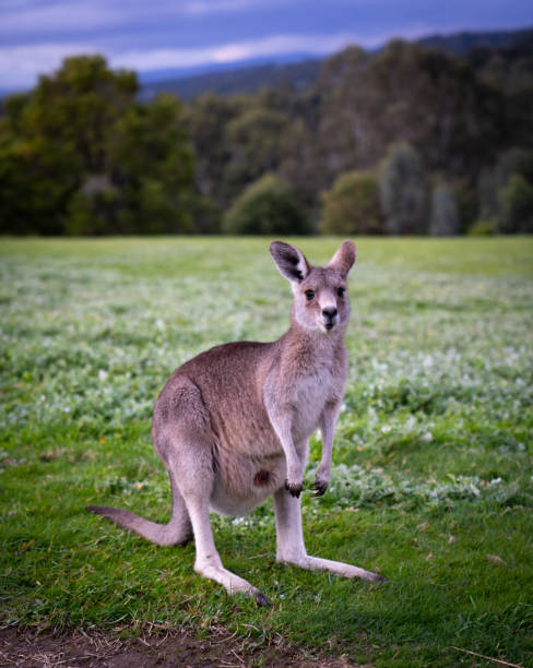 istock Mother Kangaroo with a joey in the pocket 1257207092