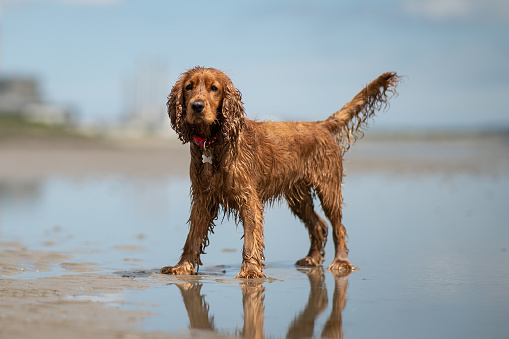 A wet cocker spaniel dog playing on Sandymount beach, Dublin, in the sunshine, with a wet coat