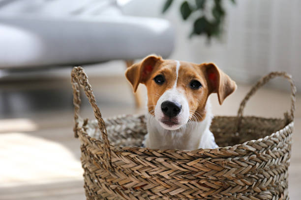 istock Small breed dog puppy with brown face. 1257207183