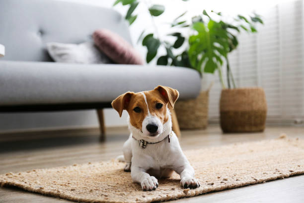 istock Small breed dog puppy with brown face. 1257207187