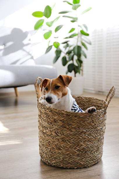 istock Small breed dog puppy with brown face. 1257207206