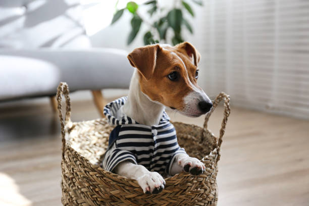 istock Small breed dog puppy with brown face. 1257207211