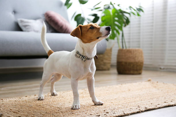 istock Small breed dog puppy with brown face. 1257207259