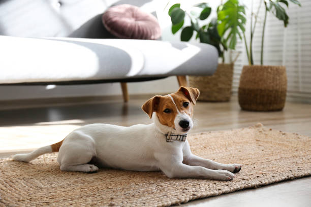 cachorro de perro de raza pequeña con cara marrón. - terrier jack russell fotografías e imágenes de stock