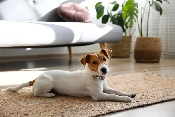 Photo of Small breed dog puppy with brown face.