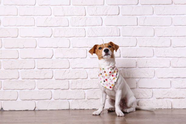 chiot de chien de petite race avec le visage brun. - bandana photos et images de collection