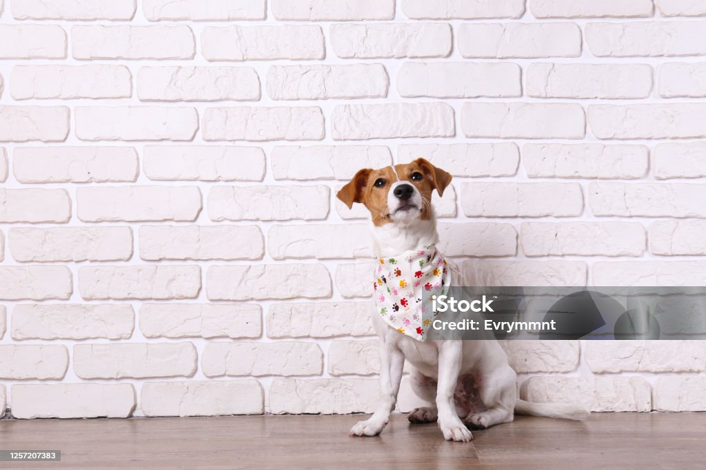 Small breed dog puppy with brown face. Curious Jack Russell Terrier puppy looking at the camera. Adorable doggy with folded ears at home with funny look on its face. Close up, copy space, background. Dog Stock Photo