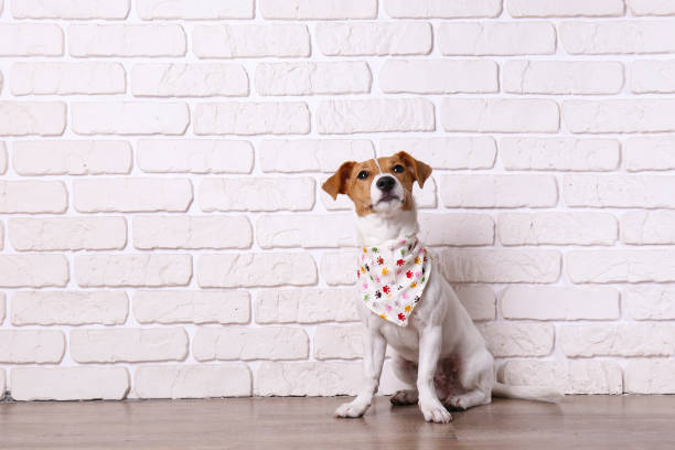 Small breed dog puppy with brown face. Curious Jack Russell Terrier puppy looking at the camera. Adorable doggy with folded ears at home with funny look on its face. Close up, copy space, background. bandana photos stock pictures, royalty-free photos & images
