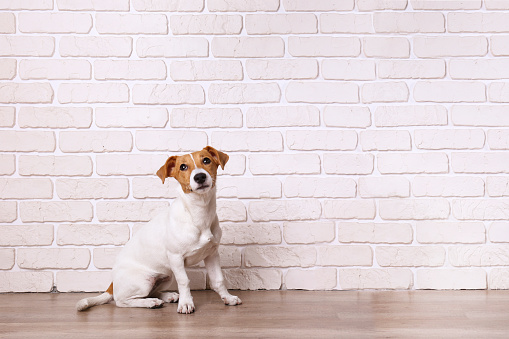 Curious Jack Russell Terrier puppy looking at the camera. Adorable doggy with folded ears at home with funny look on its face. Close up, copy space, background.