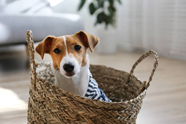 istock Small breed dog puppy with brown face. 1257207403