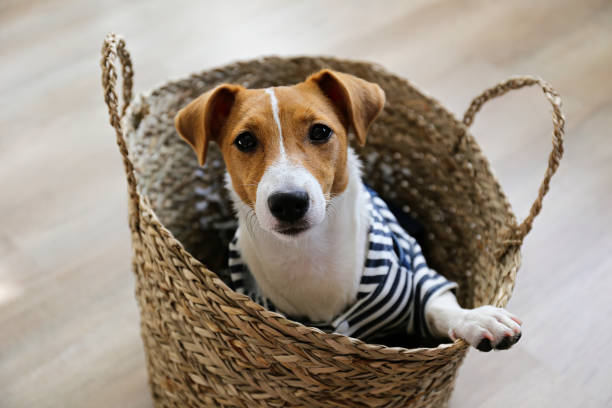 istock Small breed dog puppy with brown face. 1257207405
