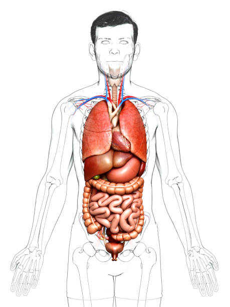 istock 3d rendered medically accurate illustration of Internal organs 1257208144