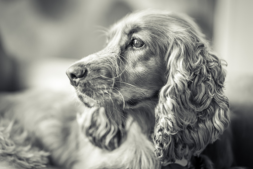 Cocker Spaniel dog looking towards light source in a portrait style setting indoors