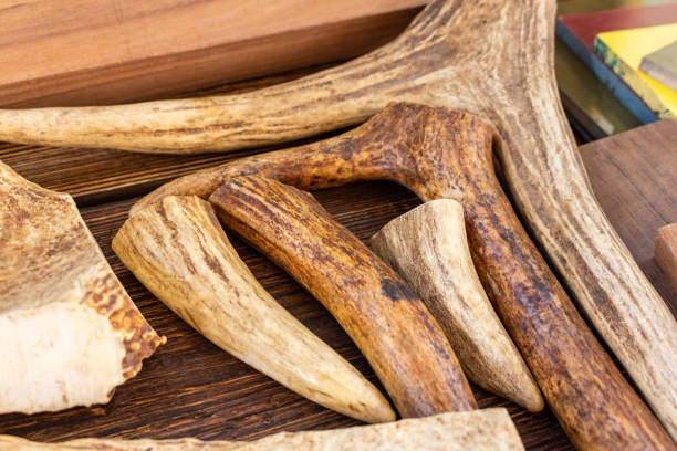 istock Moose, elk, deer horn pieces knife handle materials for handmade knife making DIY materials supply on the brown wooden background 1257208370