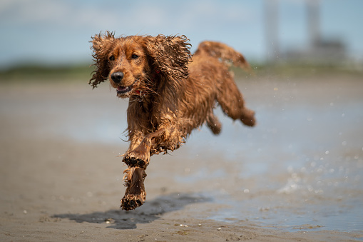 A wet cocker spaniel dog jumping in water on Sandymount beach, Dublin, in the sunshine, with a wet coat