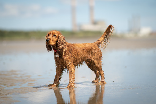 A wet cocker spaniel dog standing in the sea at Sandymount beach, Dublin, in the sunshine, with a wet coat